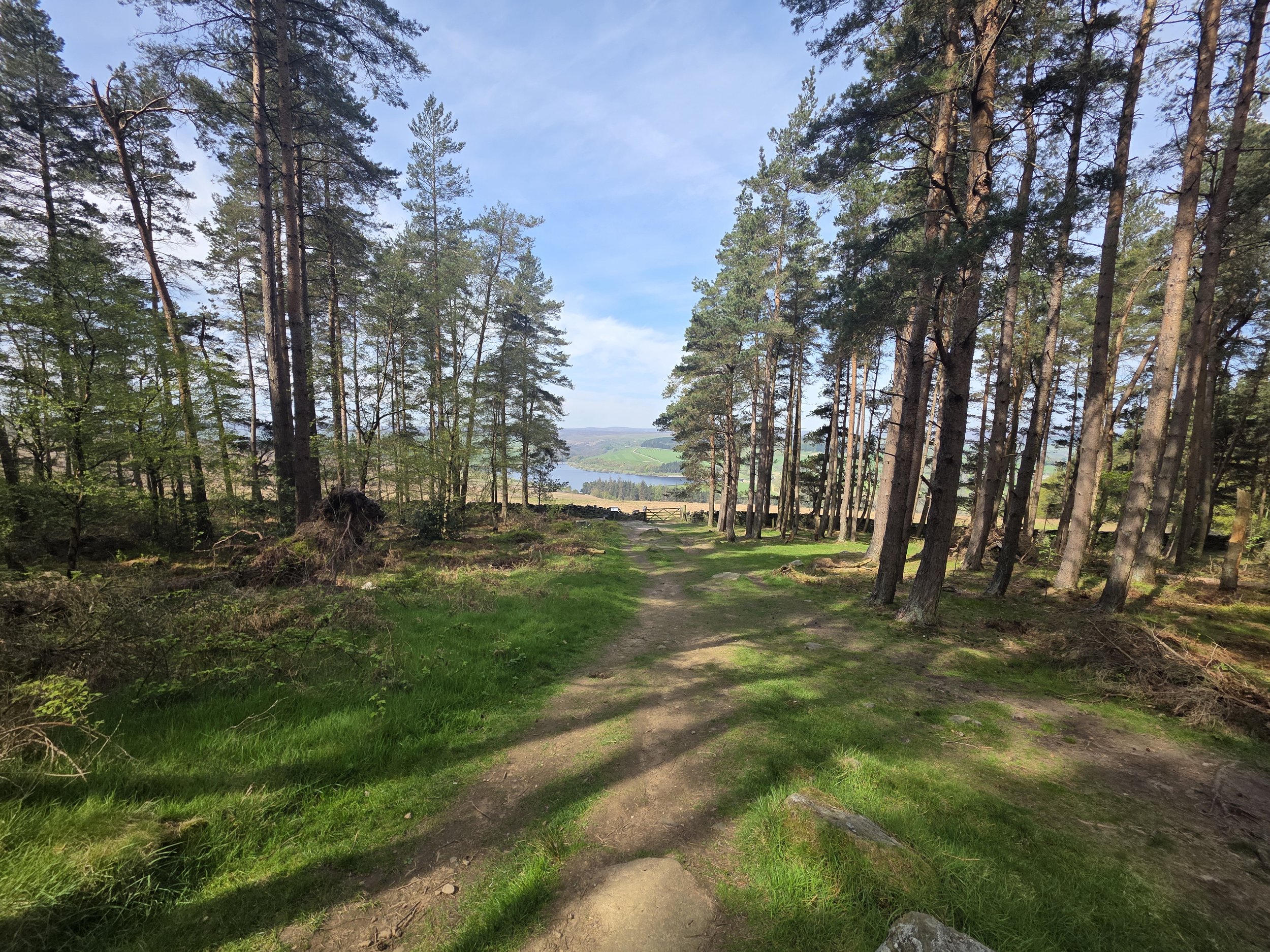 Woodland Scene